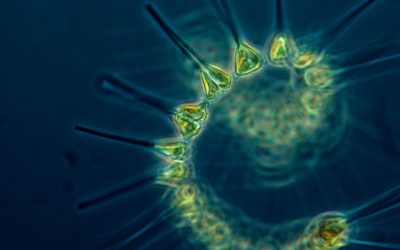 Waarom is Marine Phytoplankton zo gezond en goed voor je lichaam?