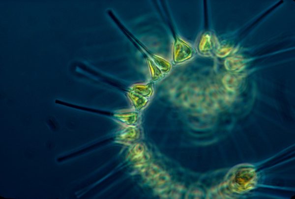 Waarom is Marine Phytoplankton zo gezond en goed voor je lichaam?