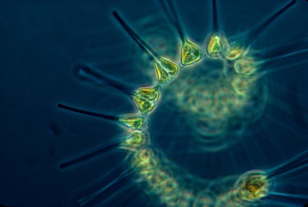 marine phytoplankton